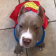 Illustration for article titled Cowboys Receiver Says His Dog Is Being Held For Ransom